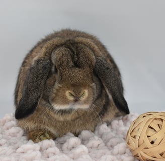 Hot Cross Buns' Tiddlywinks - chestnut Holland Lop baby doe on beige background