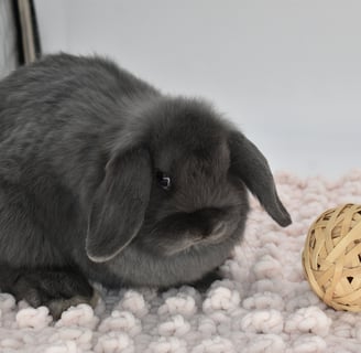 Hot Cross Buns' Whist - Blue baby Holland Lop doe on white background