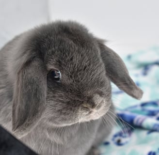 Hot Cross Buns' Boggle - blue Holland Lop pet doe on white background