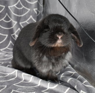 Hot Cross Buns' Zinnia - Solid black Holland Lop doe