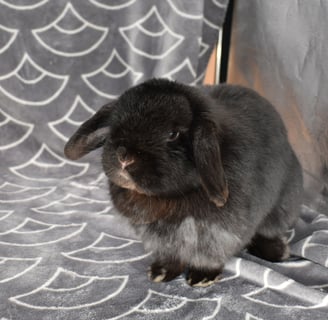 Hot Cross Buns' Zinnia - black Holland Lop breeding doe 