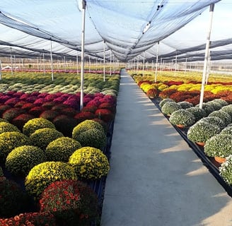 Greenhouse with flowers