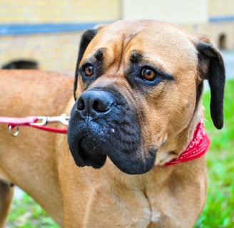 Bullmastiff Best guard dog in the world