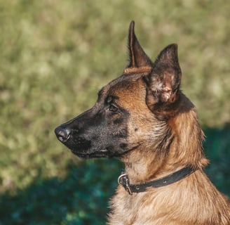 Belgian Malinois Best guard dog in the the world