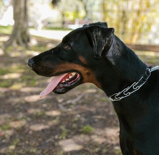 doberman pinscher Best guard dog in the world