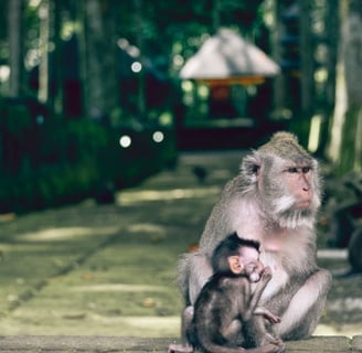 Sacred monkey forest in bali