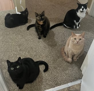 five cats sitting together