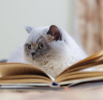 a cat reading a book 