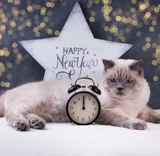 a cat laying in front of a happy new year sign