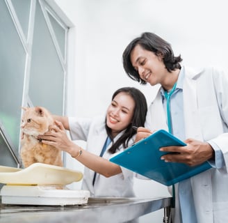 two veterinarians weighing a cat