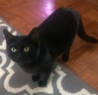 a black cat standing on a rug