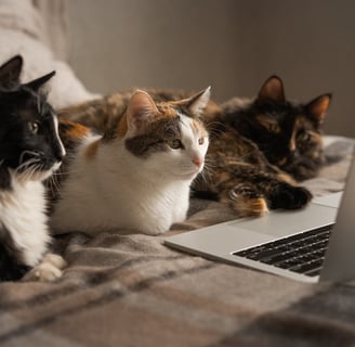 three cats sitting in front of laptop