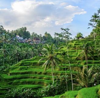 Iconic Ubud Scenery
