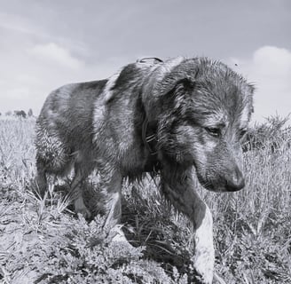 Dog walking down embankment - black and white