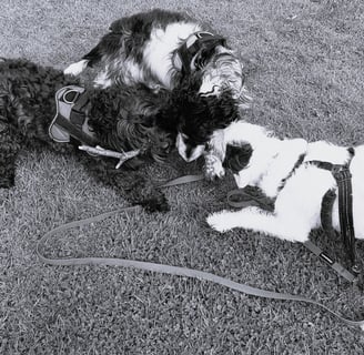 group of dogs playing together - black and white