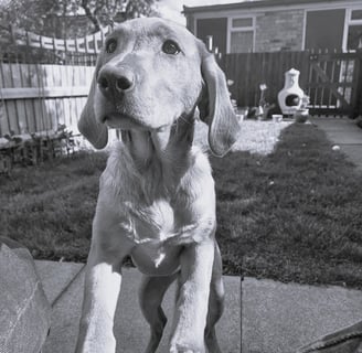 Golden Labrador Puppy standing on hind legs - black and white