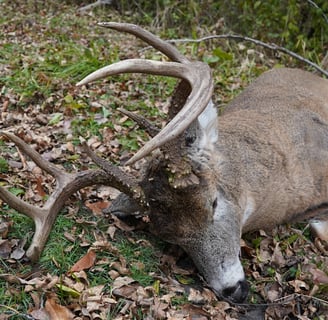 successful deer season