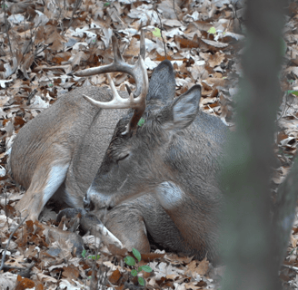 whitetail buck bedded
