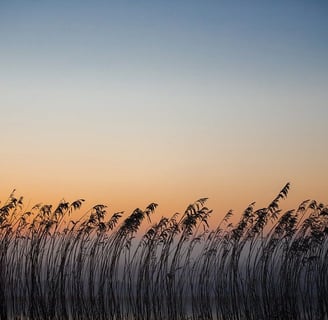 een veld met een zonsondergang