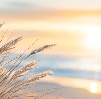 een strand met de zon op de achtergrond