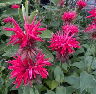 Bee balm is a favorite of butterflies and bees.