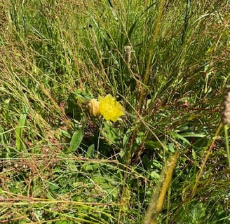prickly pear in bloom
