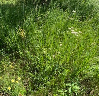 Yarrow growing in the field