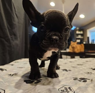 French Bulldog Puppies for Sale