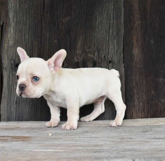 French Bulldog Puppies for Sale