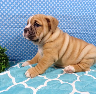 Beabull Puppies for Sale