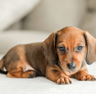 Dachshund Puppies for Sale