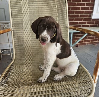 German Shorthaired Pointer Puppies for Sale 
