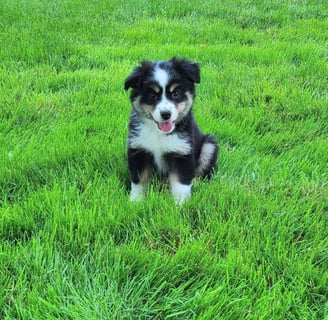 Miniature Australian Shepherd Puppies for Sale