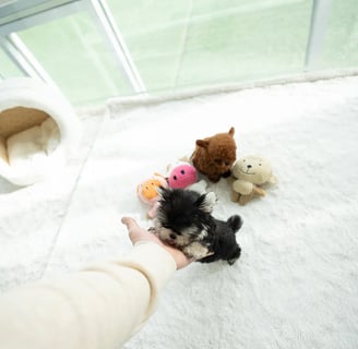 Teacup Morkie puppies for sale