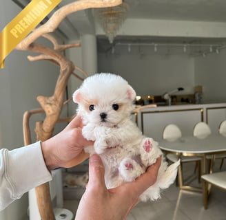 Maltipoo Puppies for Sale