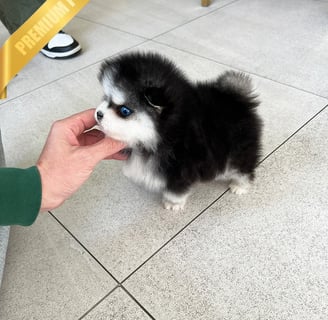 Pomsky Puppies for Sale