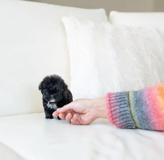 Maltipoo Puppies for Sale