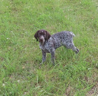German Shorthaired Pointer Puppies for Sale 