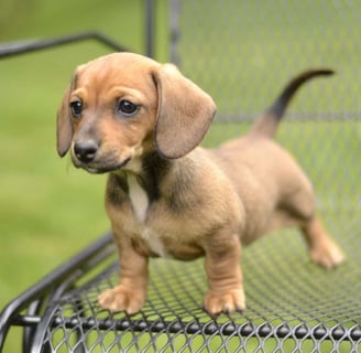 Dachshund puppies for sale