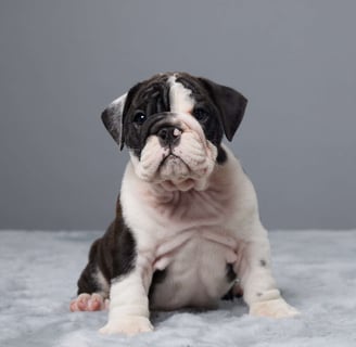 English Bulldog puppies for sale