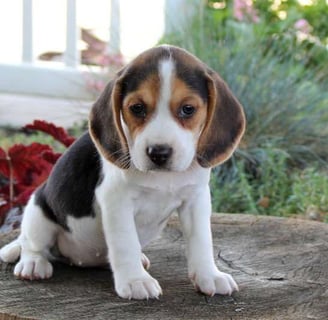  Beagle puppies for sale
