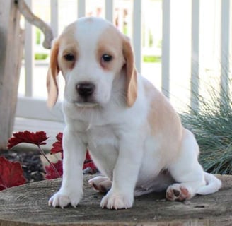  Beagle puppies for sale