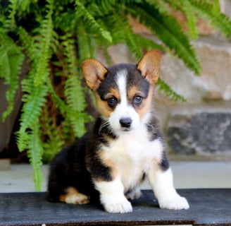 Dogs & Puppies for sale SA - South Africa