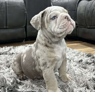 English Bulldog puppies for sale