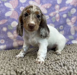 Dachshund Puppies for Sale