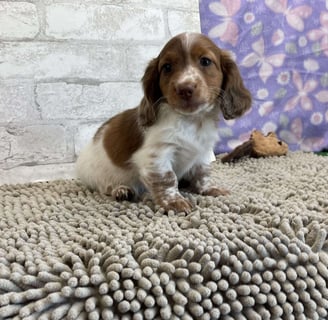 Dachshund puppies for sale