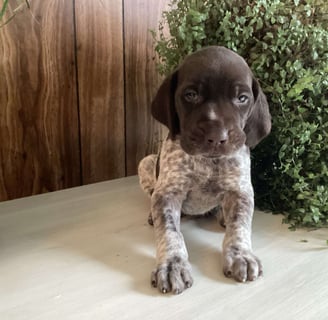 German Shorthaired Pointer Puppies for Sale 