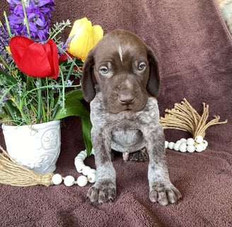 German Shorthaired Pointer Puppies for Sale 