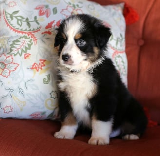 Miniature Australian Shepherd Puppies for Sale