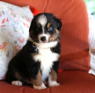 Miniature Australian Shepherd Puppies for Sale
